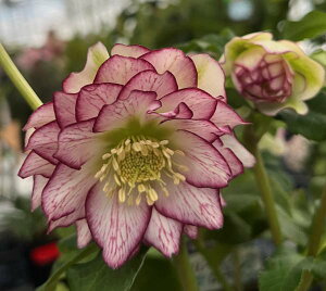 �y���i�z�N���X�}�X���[�Y �@�_�u���炫�@���b�h�n �o�C�J���[/�x�C��/�s�R�e�B�@5.5�����A���@M203�y�B�e���F26�N2��10���z