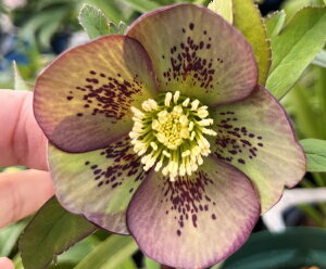 �y���i�z�N���X�}�X���[�Y �@�V���O���炫�@�_�[�N�O���[���n�@�X�|�b�g�@5���X���b�g���A���@ M295r�y�B�e���F26�N2��24���z