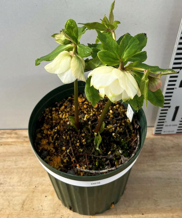 楽天市場】【自然開花株】【現品】クリスマスローズ 実生苗 ダブル咲き 