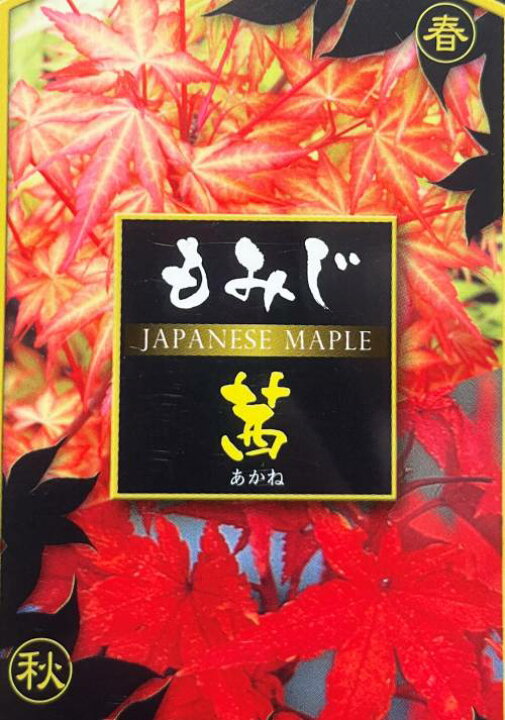 楽天市場】モミジ 茜（アカネ） 接ぎ木苗木 4.5号(k09) : 千草園芸