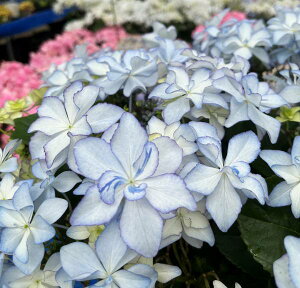 yԏIzAWTCizԁAj C@6cy24N׊z