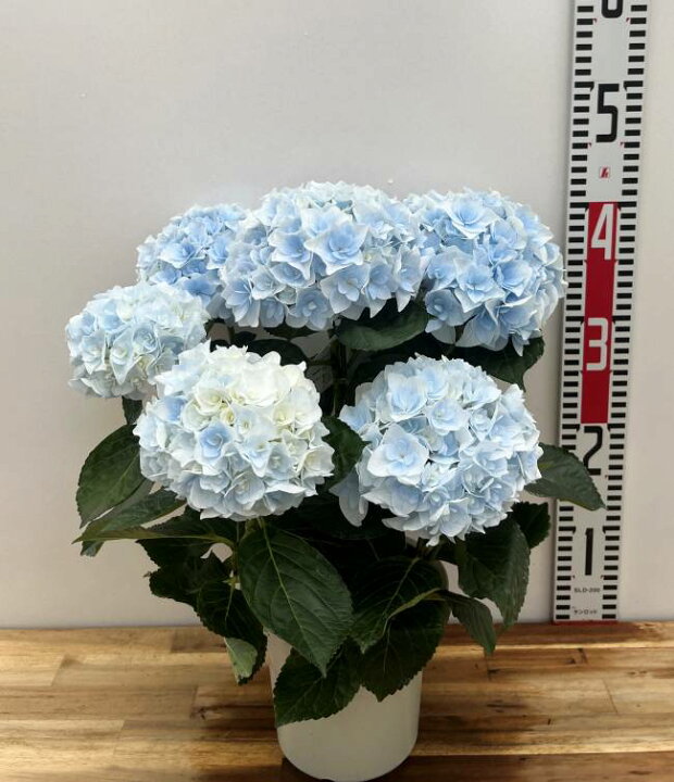 楽天市場】【予約品】【開花株】新品種アジサイ（紫陽花・あじさい 