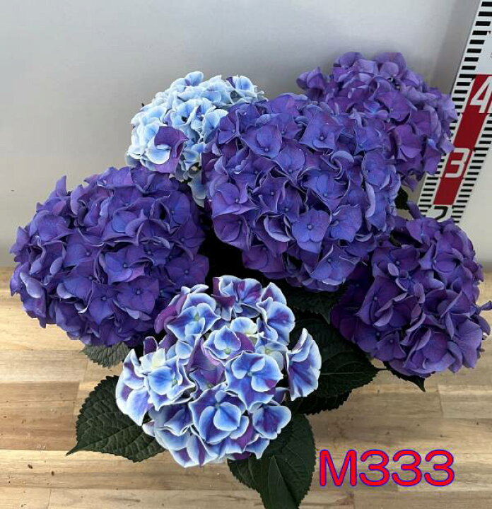 楽天市場】☆選べる現品発送☆【開花株】アジサイ（紫陽花・あじさい 