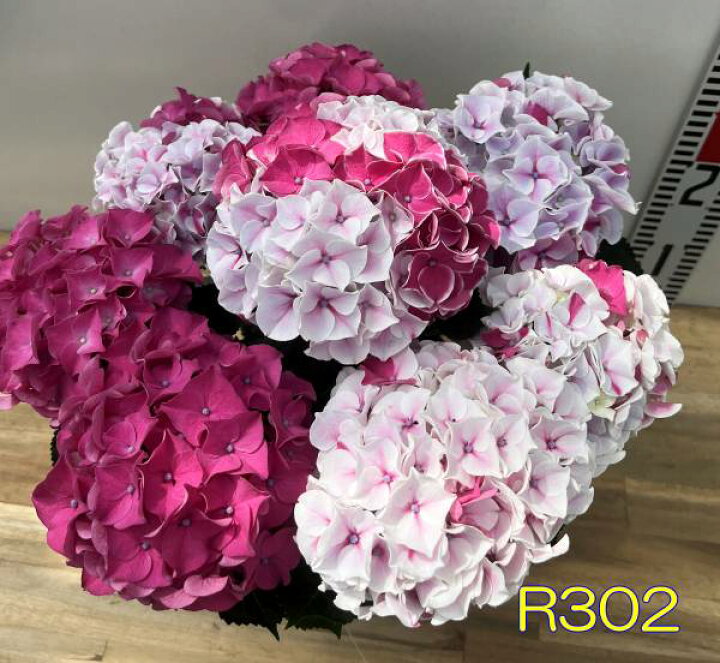 楽天市場】【開花株】アジサイ（紫陽花・あじさい） HBA ホットチボリ 