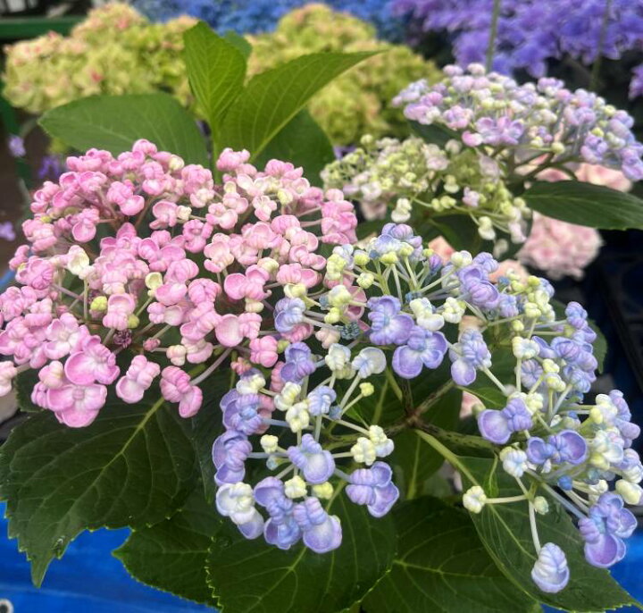 楽天市場】【開花株】アジサイ（紫陽花・あじさい） オタフク 