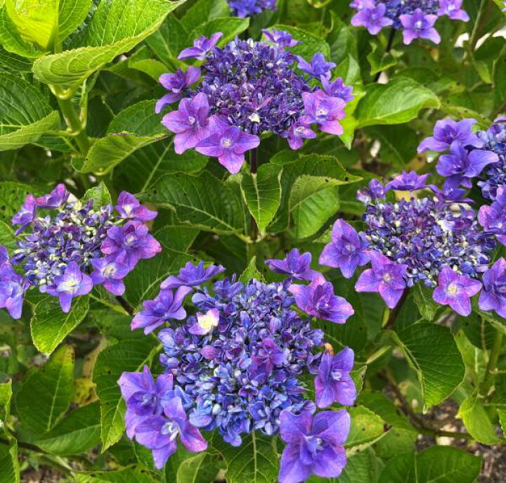 楽天市場】【現品発送】【屋外管理苗】アジサイ（紫陽花・あじさい 