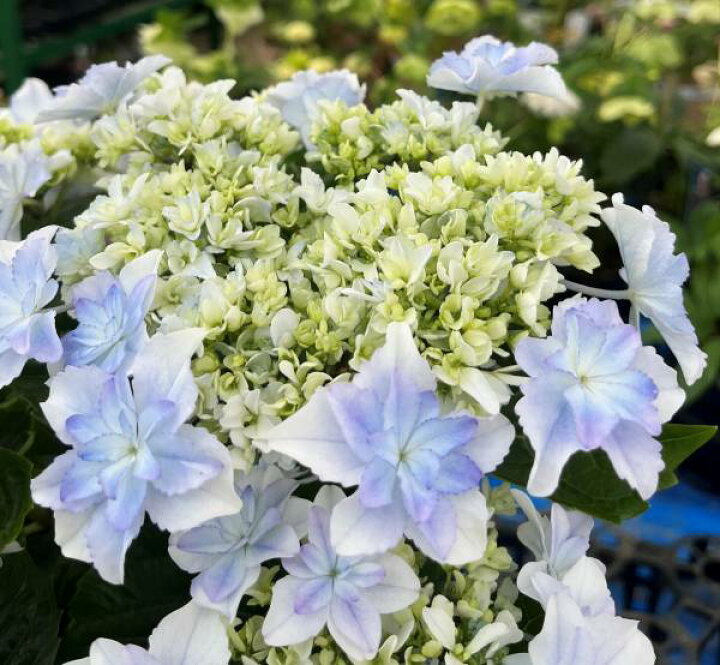 楽天市場】【開花株】アジサイ（紫陽花・あじさい） 空海（クウカイ 