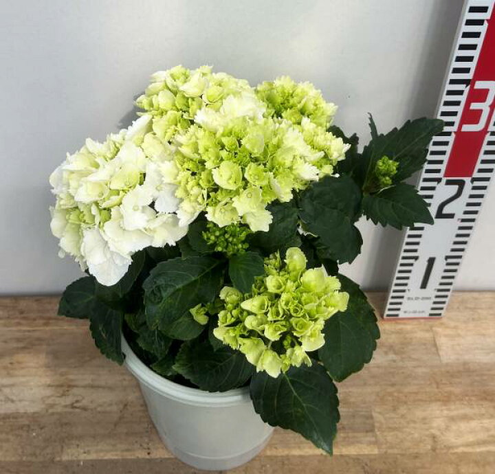 楽天市場】【開花株】アジサイ（紫陽花・あじさい） アイスベアー 5号  