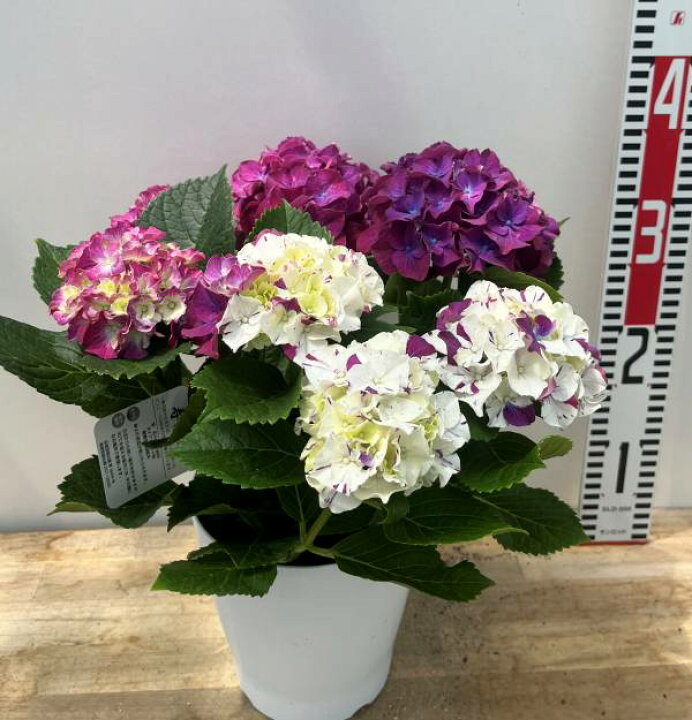 花終わり アジサイ 紫陽花・あじさい 新品種 寿 コトブキ ブルー パープル 5号鉢植え 26年入荷株 千草園芸