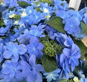 yԏIzAWTCizԁEj@ÎiZCWNj3.5cy25N׊z