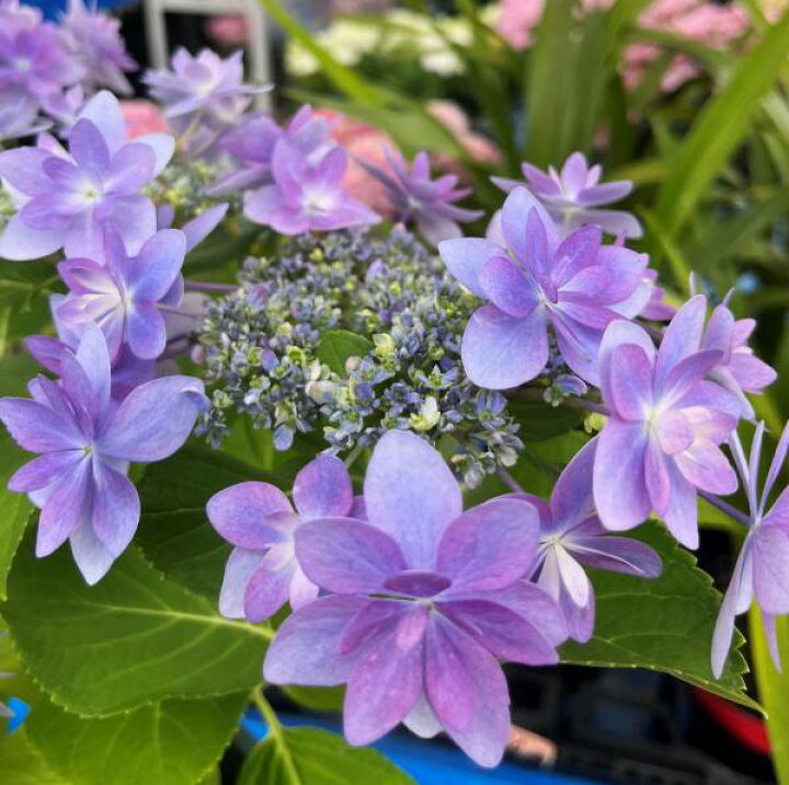 楽天市場】【花咲き過ぎ】アジサイ（紫陽花・あじさい） ダンス 