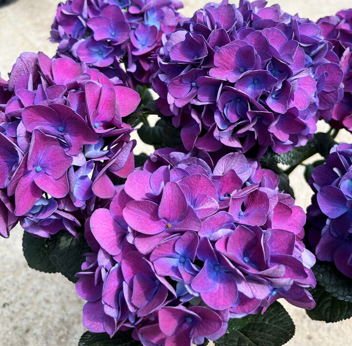 楽天市場】【開花株・一部傷みあり】アジサイ（紫陽花・あじさい 