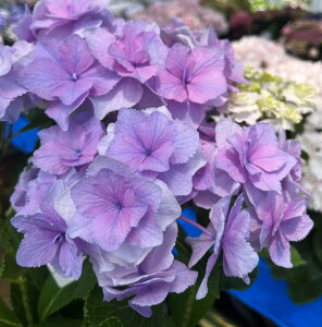 yԏIzAWTCizԁAj ԁiWJjsN`p[vn@6cy25N׊z