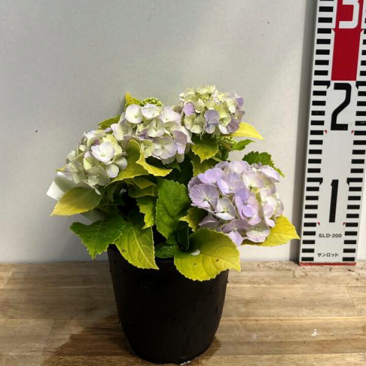 楽天市場】【屋外管理苗】アジサイ（紫陽花）黄金てまり（オウゴン 