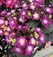 【秋色・一部花傷み】アジサイ（紫陽花・あじさい）塩原花園さんの新品種　柘榴（ザクロ）パープル　 4.5…