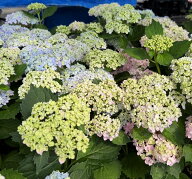 【花終わり】アジサイ 三河千鳥（ミカワチドリ） 3.5号ポット苗【26年入荷株】