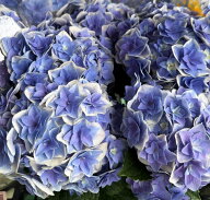 【秋色・花傷み】アジサイ（紫陽花・あじさい）　鳳凰（ホウオウ）ブルー　5号鉢植え苗【26年入荷株】