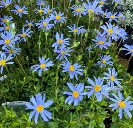 ブルーデージー（アズールブルー）　3号苗(h24)