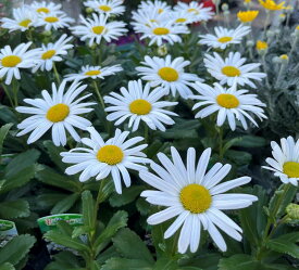 浜菊（ハマギク）リン 凛 3.5号苗(J02)