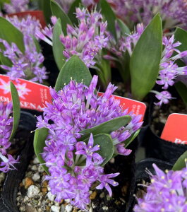 |LZi@pEVt[isNj3c(d08)