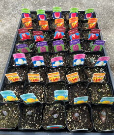 【7～8種類お買い得セット】チューリップ苗　「20個か40個で選んでください」