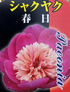 VNN(䉖)@t@4.5c(e04)