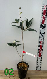 【選べる現品発送】椿（ツバキ）黄鳳（キホウ）4.5号ポット苗(h43)