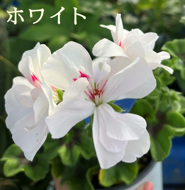 楽天市場】【花色で選べる】アイビーゼラニウム シビルシリーズ 4号苗 