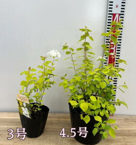 yc̑傫őIԁztRf}i{j S[ht@Ee@3c`4.5