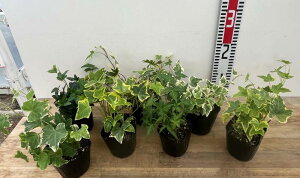 y7킩Iԁzwf(ACr[)@3cih27j