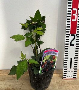 y̐FőIԁzYx[@4@|bgc