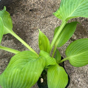 M{EVizX^jAo^CeC[@ 4c