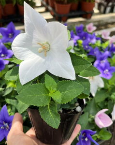 yԐFőIԁzj[(LLE) uAXgv@3c