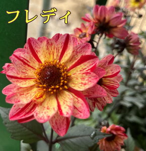 yԐFőIԁzt_AiC{[v`j3.5c(h23)