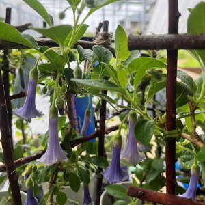 u[GWFx@uN}VA@4c(f08)