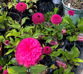 八重咲きエキナセア　ブラックベリートリュフ（ブラックベリートラッフル）3号苗