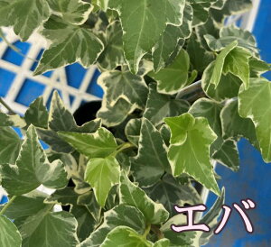 y7킩Iԁzwf(ACr[)@3cih42j