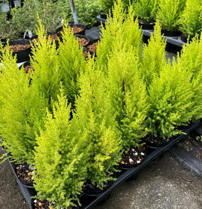 Rjt@[@S[hNXg@EB} @3.5c