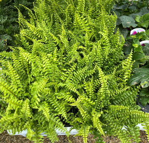 シダ 西洋タマシダ(セイヨウタマシダ) 3号ポット苗(h41)