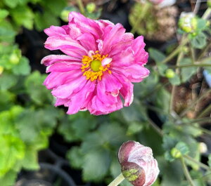 HeiVECMNj@ԁisNjd炫@3.5c(J03-3)