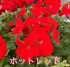 yԐFőIԁz[jE@sgv~A@3.5cib19)