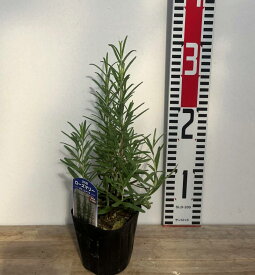 立性ローズマリー　オフィシナリス　3号苗（c06）