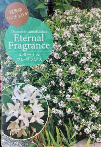 y2FIԁzlG炫ԁiVLULW`EQjG^[i 3.5@c