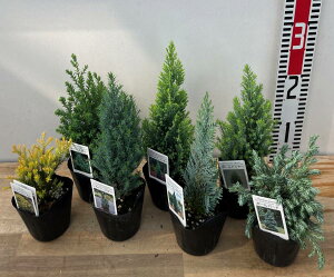 Rjt@[@7i@7Zbg@3c(e05)