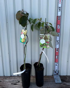 yYZbgzLECt[cc@~XXVFƃg@5c(e03)