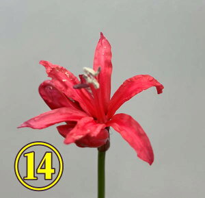 yiz_Ch[illj@|bgcu14@R[sNnv