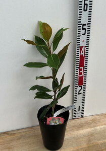 lG炫^CT{N ugWFv 4.5c؁ie05j