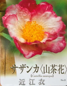 【品種で選べる】サザンカ 4号苗(d03)