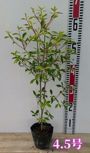 y傫őIԁzhE_ccW@c؁@3.5`4.5(i08)