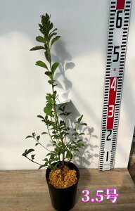 y傫őIԁzhE_ccW@c؁@3.5`4.5(i08)